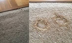 Normal Reasons For Harmed Carpets